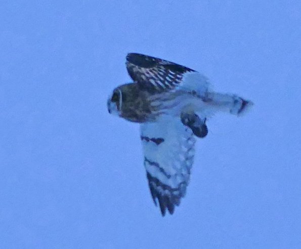 Short-eared-Owl-with-vole-2