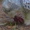 Snowy-Owl-Alaska-Zoo-feeding
