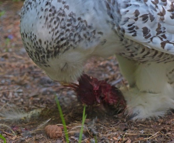 Snowy-Owl-Alaska-Zoo-feeding