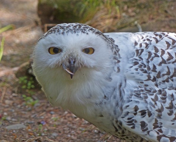 Snowy-Owl-Alaska-Zoo
