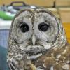 barred-owl-captive-alaska-raptor-center