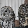 barred-owl-left-and-spotted-owl-portland-zoo