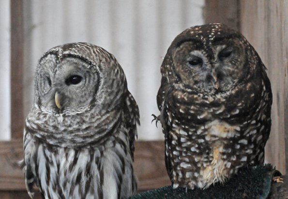 barred-owl-left-and-spotted-owl-portland-zoo