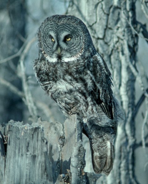 great-gray-owl-portrait