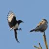northern-hawk-owl-being-harrassed-by-black-billed-magpie-1