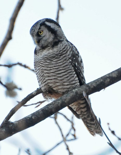 northern-hawk-owl-portrait-1