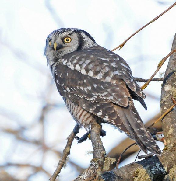 northern-hawk-owl-portrait-2