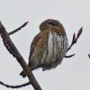 northern-pygmy-owl-back-view