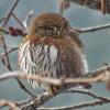 northern-pygmy-owl-with-finepix-hs-20-exr