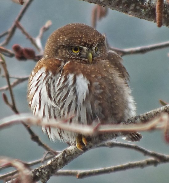northern-pygmy-owl-with-finepix-hs-20-exr