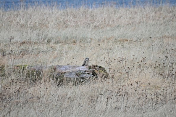 short-eared-owl-mendenhall-wetlands-november