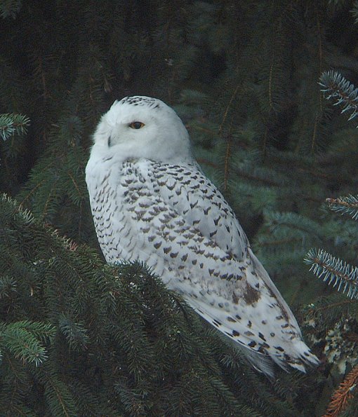 snowy-owl-immature