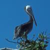 brown-pelican-adult-belize-2