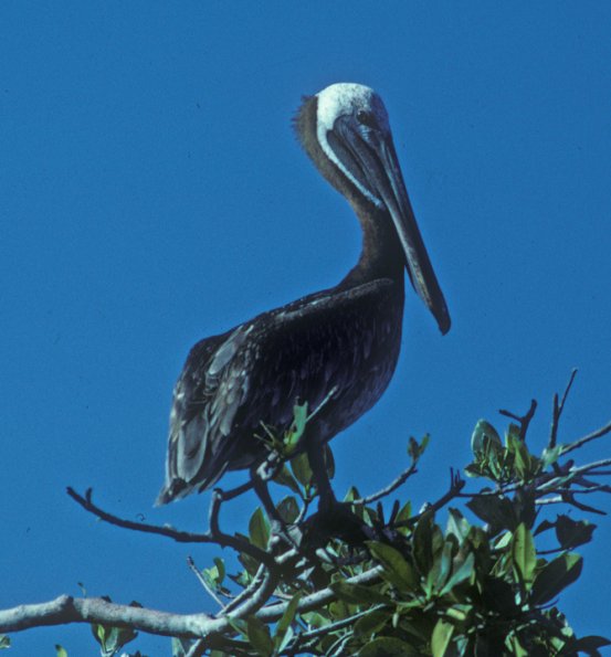 brown-pelican-adult-belize-2