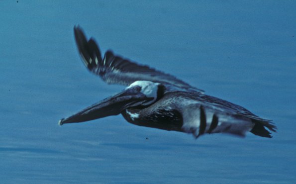 brown-pelican-adult-belize-in-flight