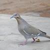 White-winged-Dove-2