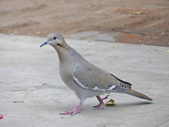 White-winged-Dove-2