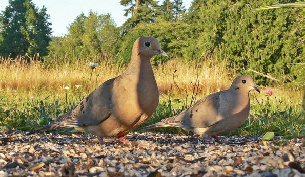 mourning-dove-1