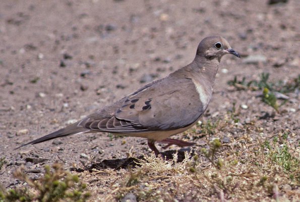 mourning-dove-2