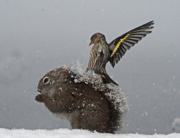pine-siskin-on-red-squirrel-modified_1312820180