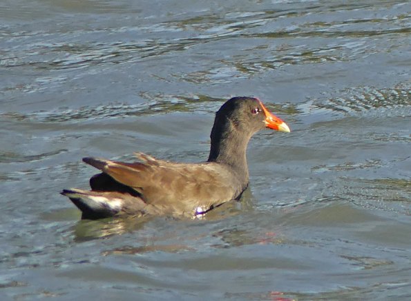 Common-Moorhen-2