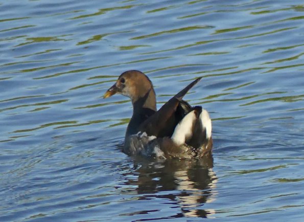 Common-Moorhen-juvenile-2