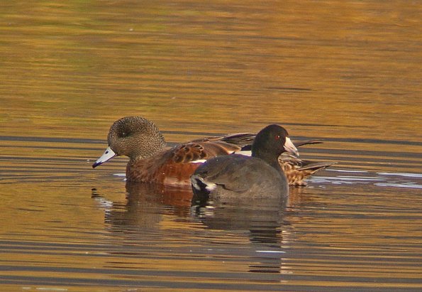 american-coot-and-american-wigeon