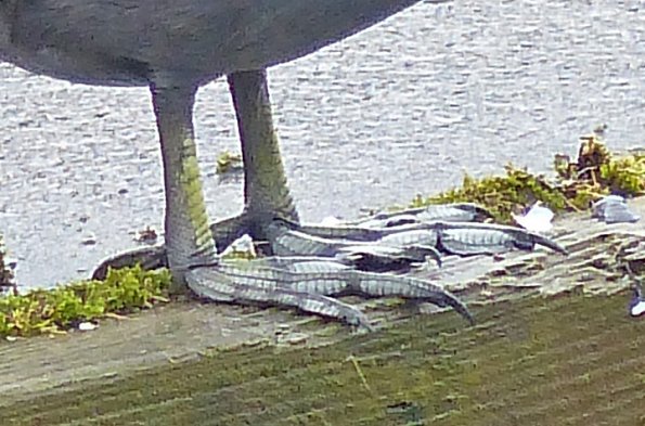 american-coot-feet
