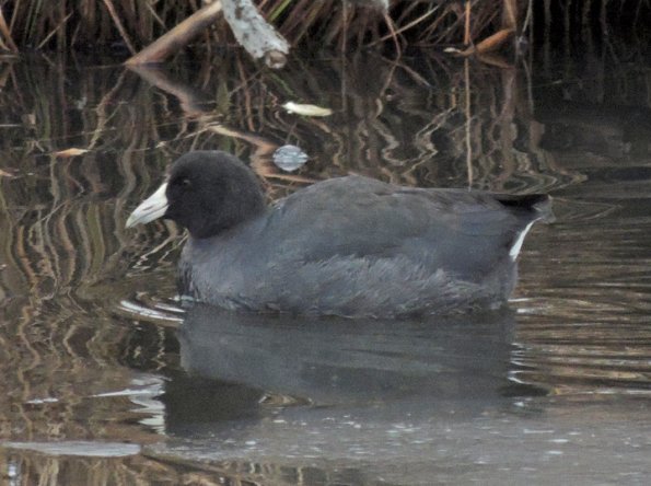 american-coot-in-kingfisher-pond