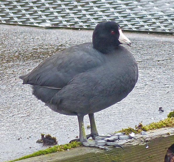 american-coot-sitka-march-14-2014