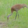 sandhill-crane-3