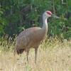sandhill-crane-at-creamers-field