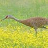 sandhill-crane-creamers-field