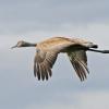 sandhill-crane-in-flight