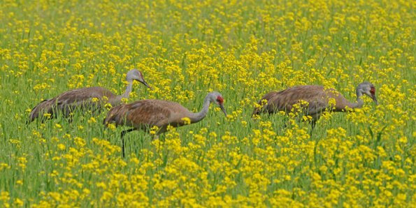 sandhill-cranes-among-yellow-mustard