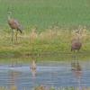 sandhill-cranes-and-pintail-duck-creamers-field-fairbanks