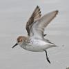 2-semipalmated-sandpiper-cordova