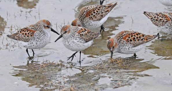 3-western-sandpipers-cordova