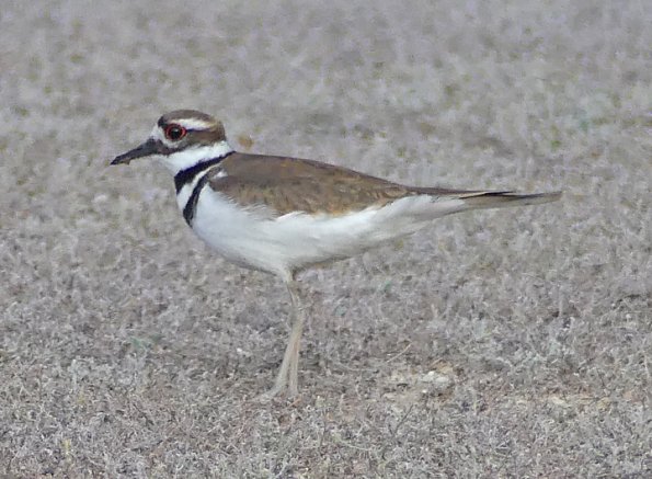 Killdeer-2