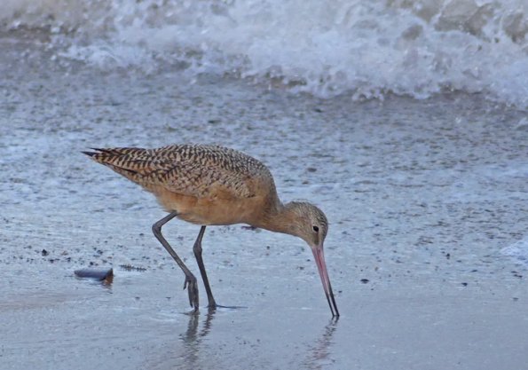 Marbled-Godwit-two-2