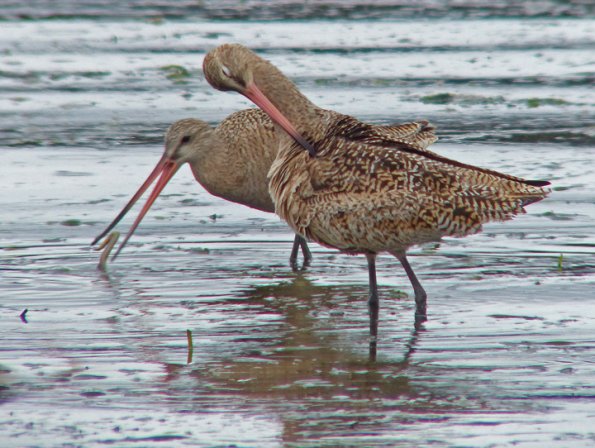 Marbled-Godwits