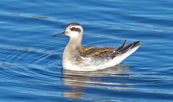 Red-necked-Phalarope-juvenile