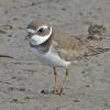 Semipalmated-Plover-2