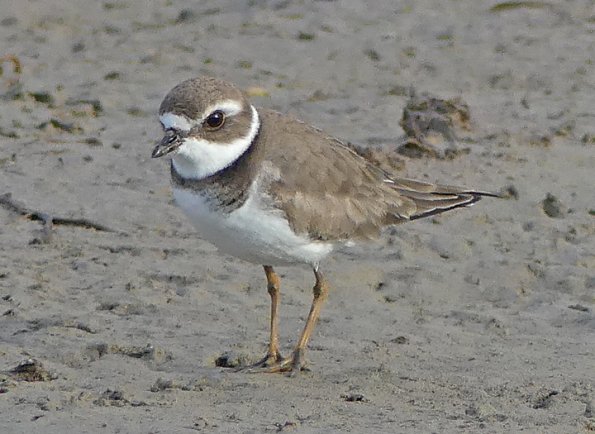 Semipalmated-Plover-2