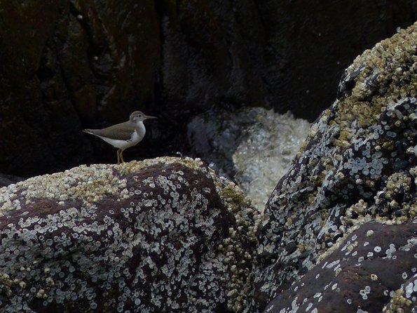 Spotted-Sandpiper-juvenile_1439225650