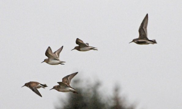 baird-s-sandpipers-in-flight