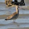 bar-tailed-godwit