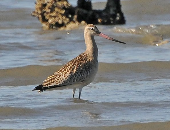bar-tailed-godwit