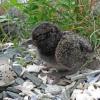black-oystercatcher-chick