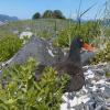 black-oystercatcher-incubating-eggs-june-21-2013